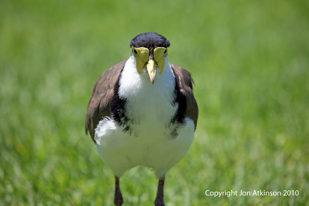 Australian birds; australian water birds